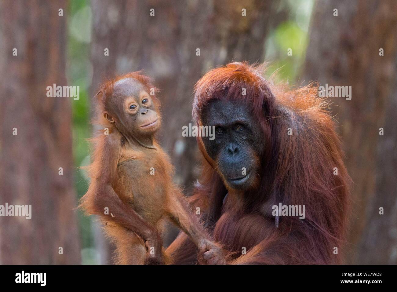 Indonesien, Borneo, Tanjung Puting Nationalpark, Bornesischen Orang-utan (Pongo pygmaeus Pygmaeus), erwachsene Frau mit einem Baby Stockfoto