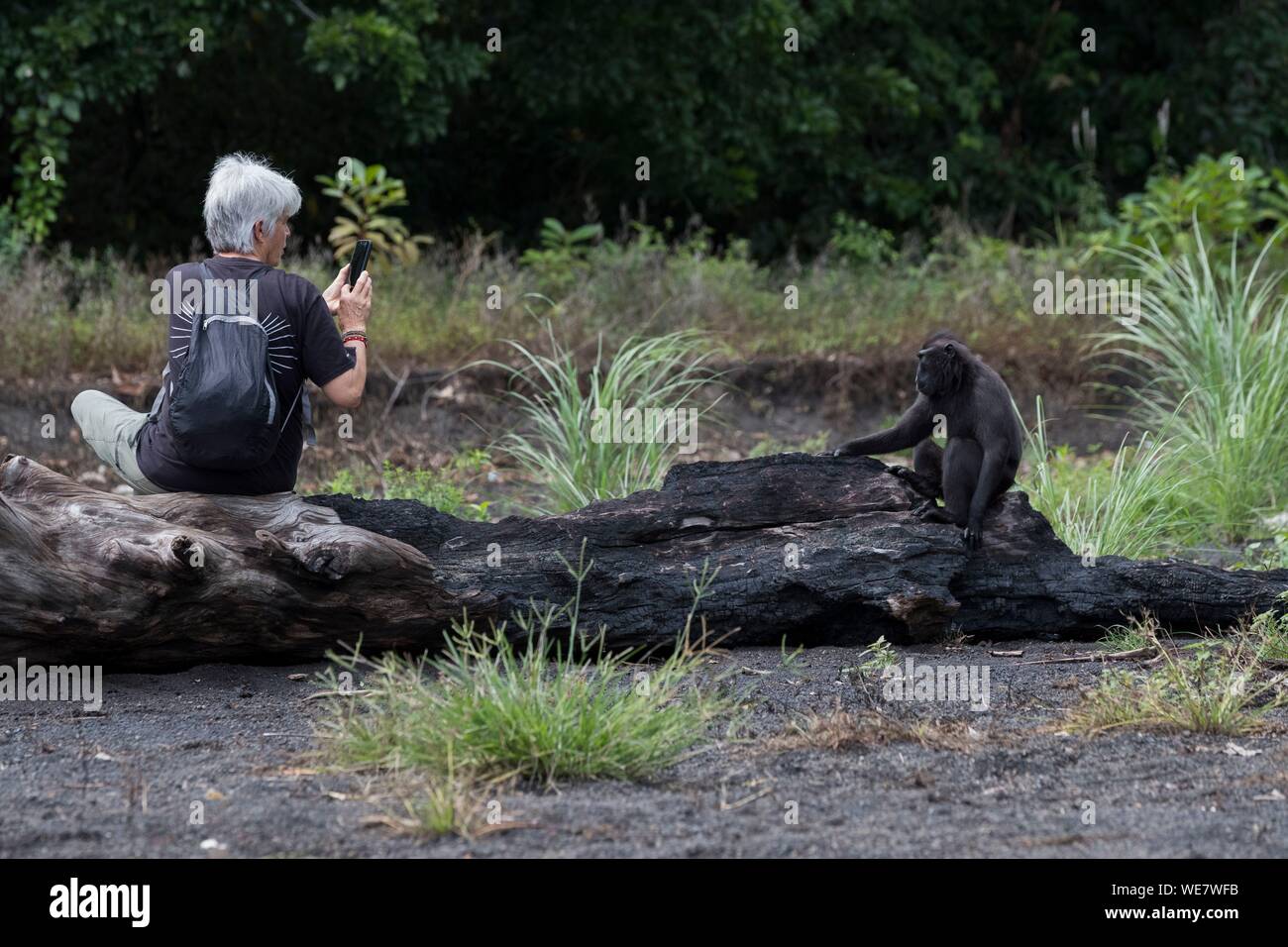 Indonesien, Celebes, Sulawesi, Tangkoko National Park, Celebes crested Macaque oder Crested schwarzen Makaken, Sulawesi crested Makaken, oder die schwarze Ape (Macaca nigra), in den Fluss Stockfoto