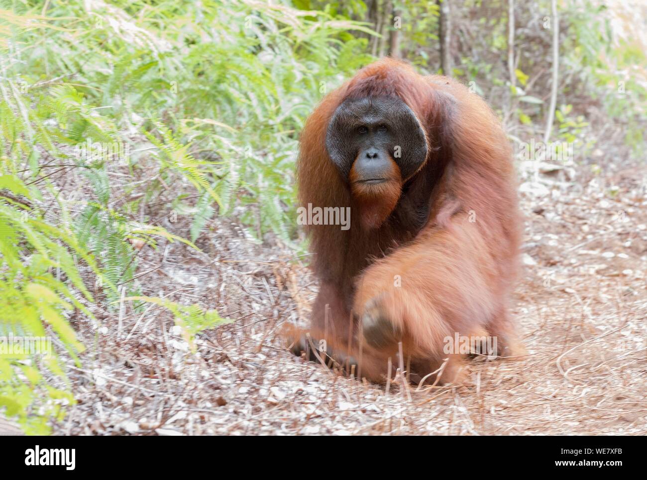 Indonesien, Borneo, Tanjung Puting Nationalpark, Bornesischen Orang-utan (Pongo pygmaeus Pygmaeus), erwachsenen männlichen, Wandern auf dem Boden Stockfoto