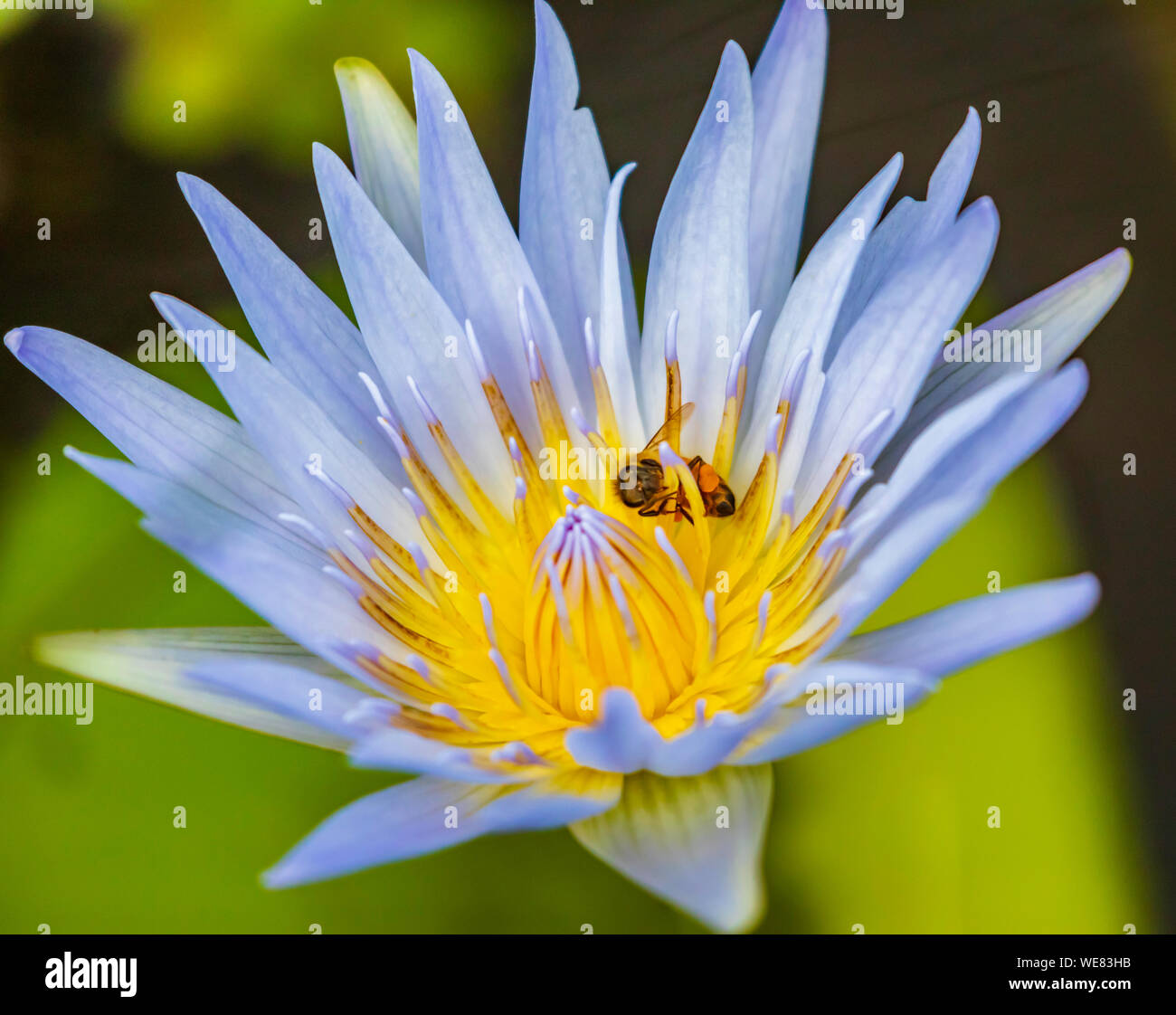 Lila Wasser Lilly Blume mit Biene Stockfoto