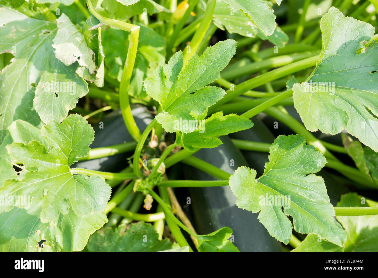Grün Kürbis im Garten, schöne große Blätter, Nahaufnahme Stockfoto