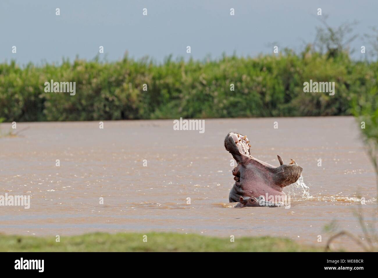 Burundi, Nationalpark Rusizi, Amphibischen Flusspferd (Hippopotamus amphibius) Stockfoto