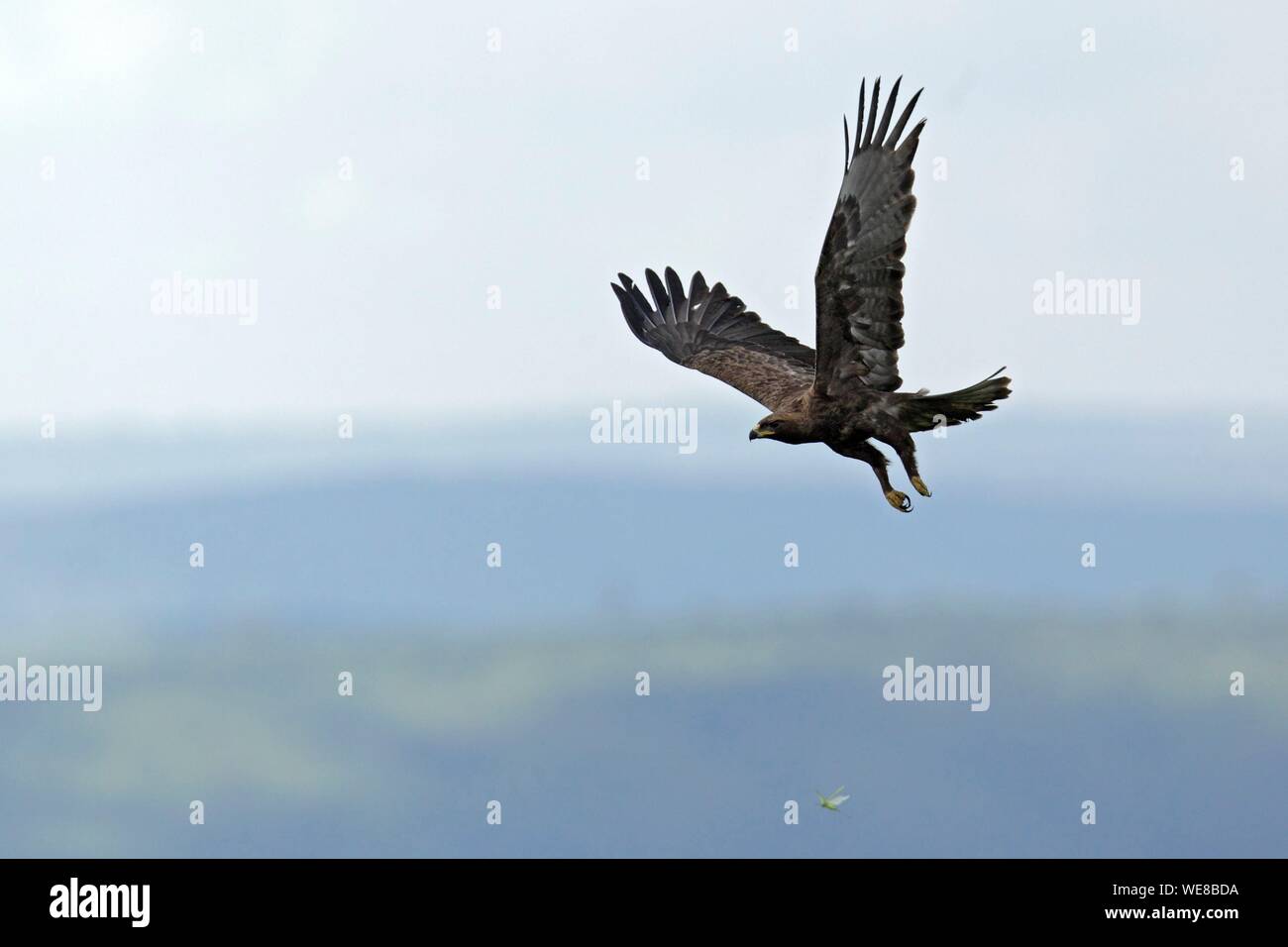 Burundi, Nationalpark Ruvubu, Schreiadler (Clanga pomarina) Stockfoto