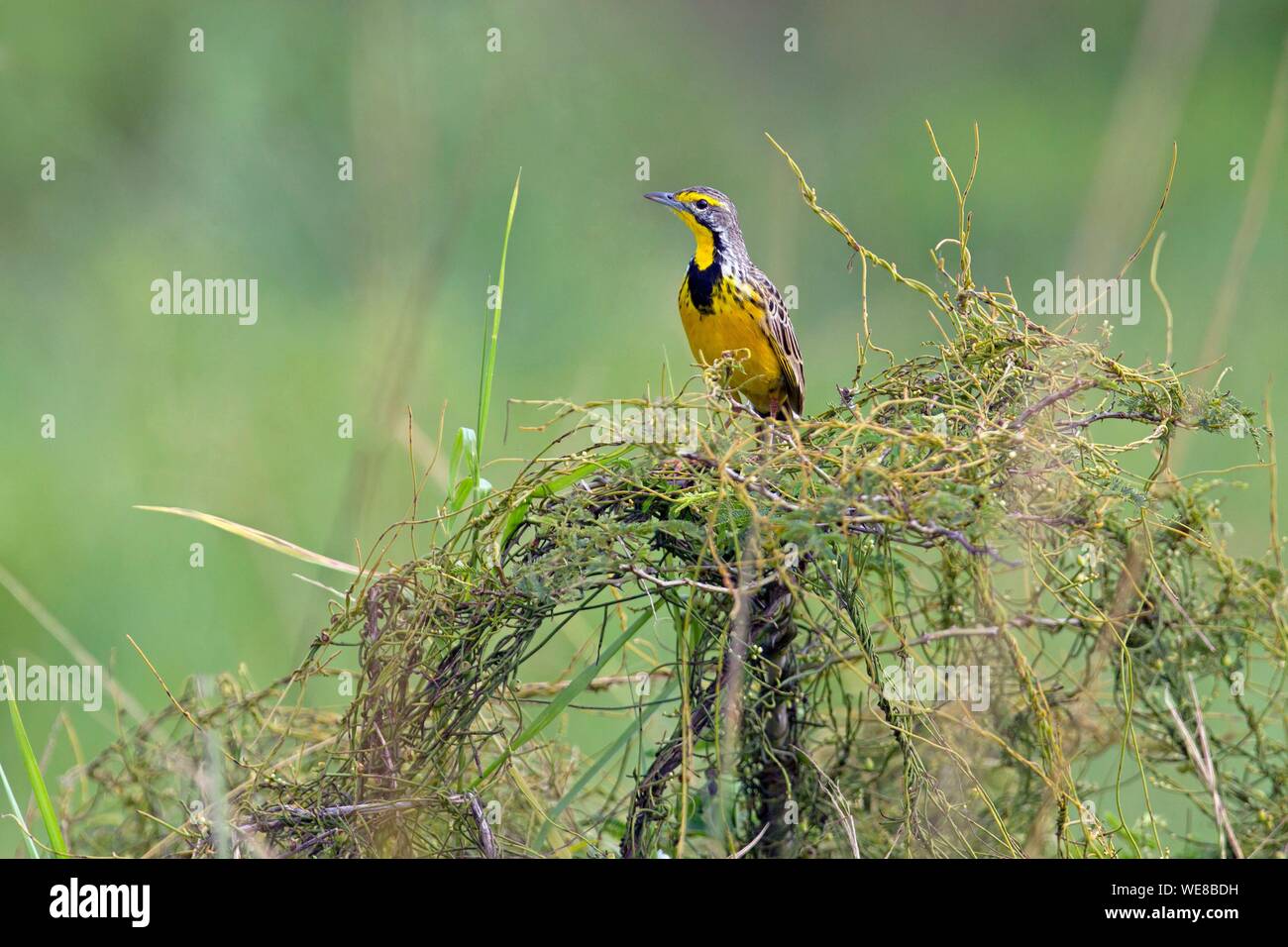 Burundi, Nationalpark Rusizi, Yellow-throated Longclaw (Macronyx croceus) Stockfoto