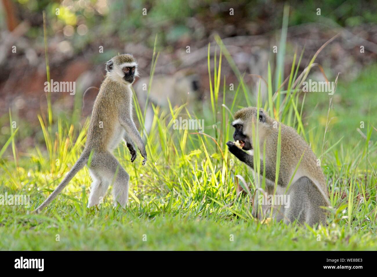 Burundi, Nationalpark Ruvubu, Monkey (Chlorocebus Tantalos tantalos) Stockfoto