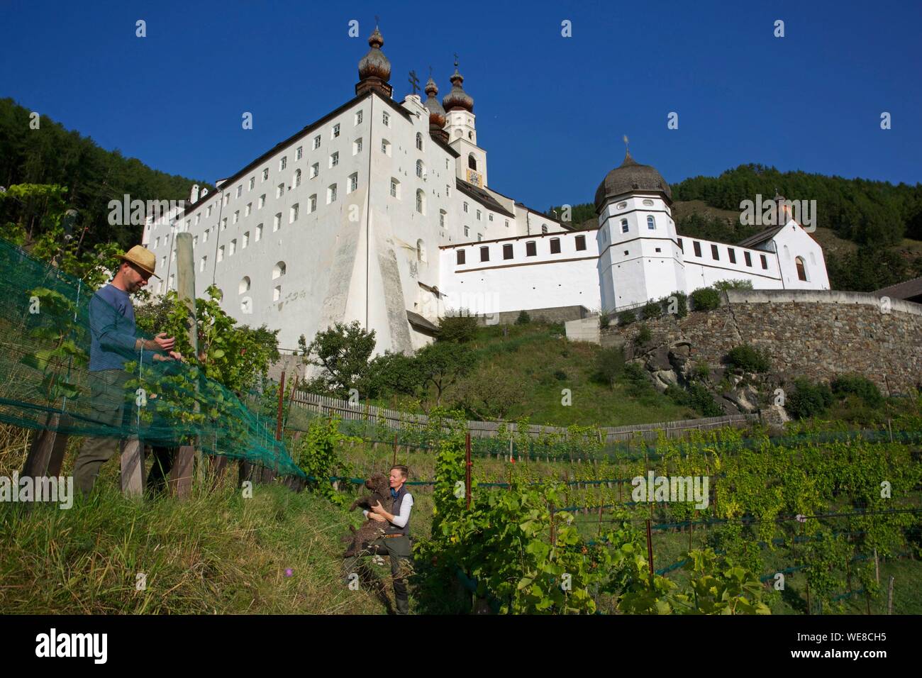 Italien, Autonome Provinz Bozen, Val Venosta, Winzer in den höchsten Weinberg Europas arbeiten am Fuße der Abtei Marienberg Stockfoto