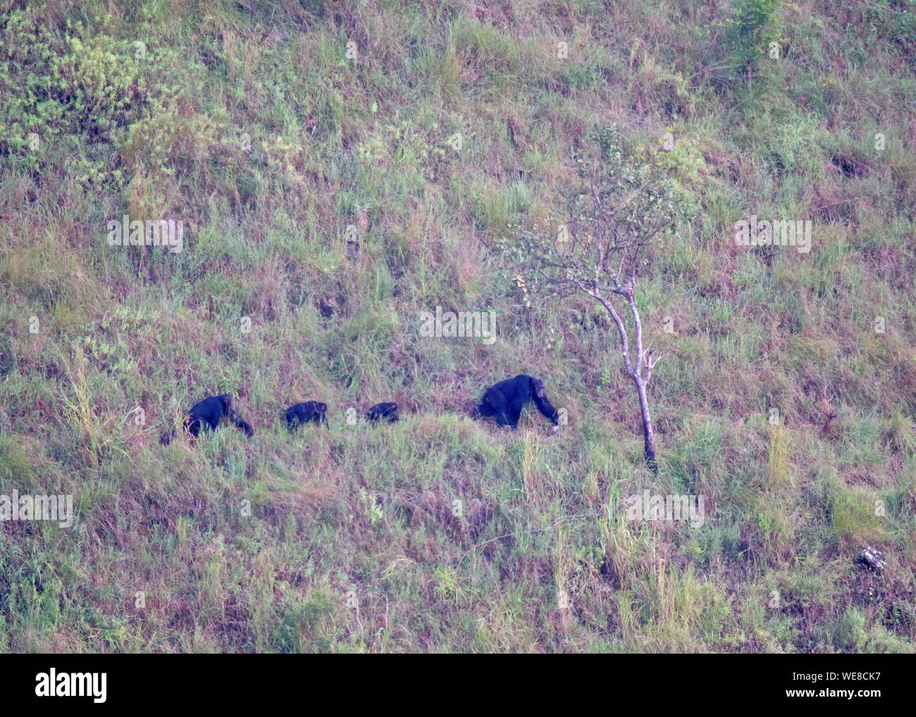 Burundi, Vyanda Naturschutzgebiet im bututsi, Schimpanse (Pan troglodytes) Stockfoto