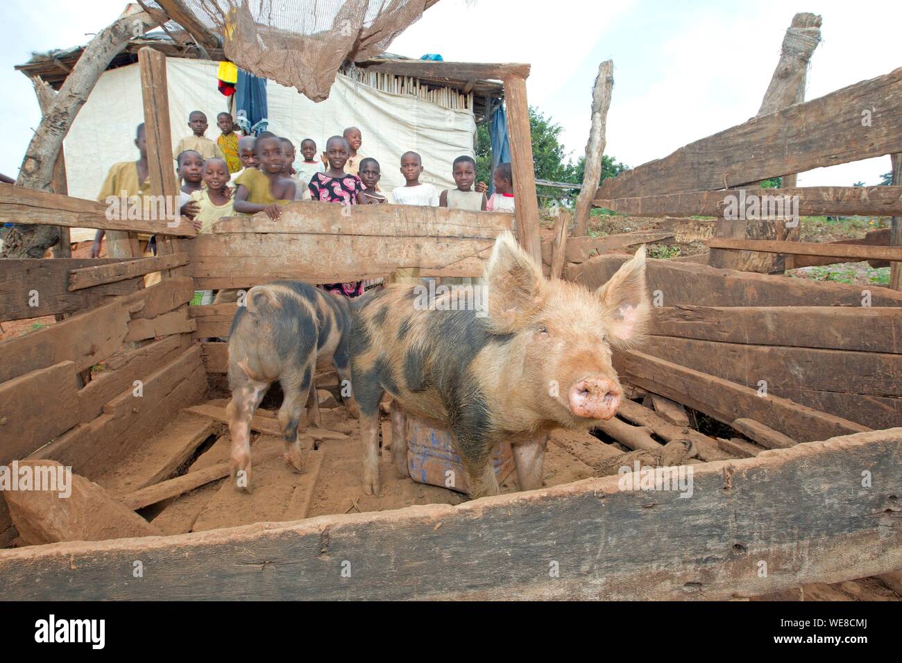 Burundi, Buyenzi, Trays, Land mit tausend Hügel, Schweine und Kinder Stockfoto
