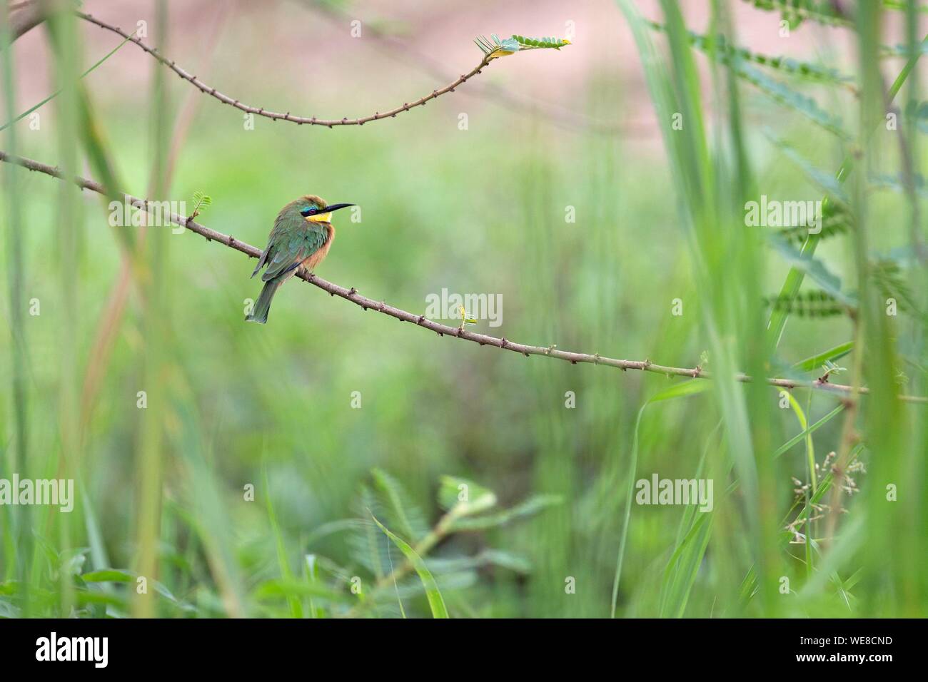 Burundi, Tanganjikasee, wenig Bienenfresser (Merops pusillu) Stockfoto