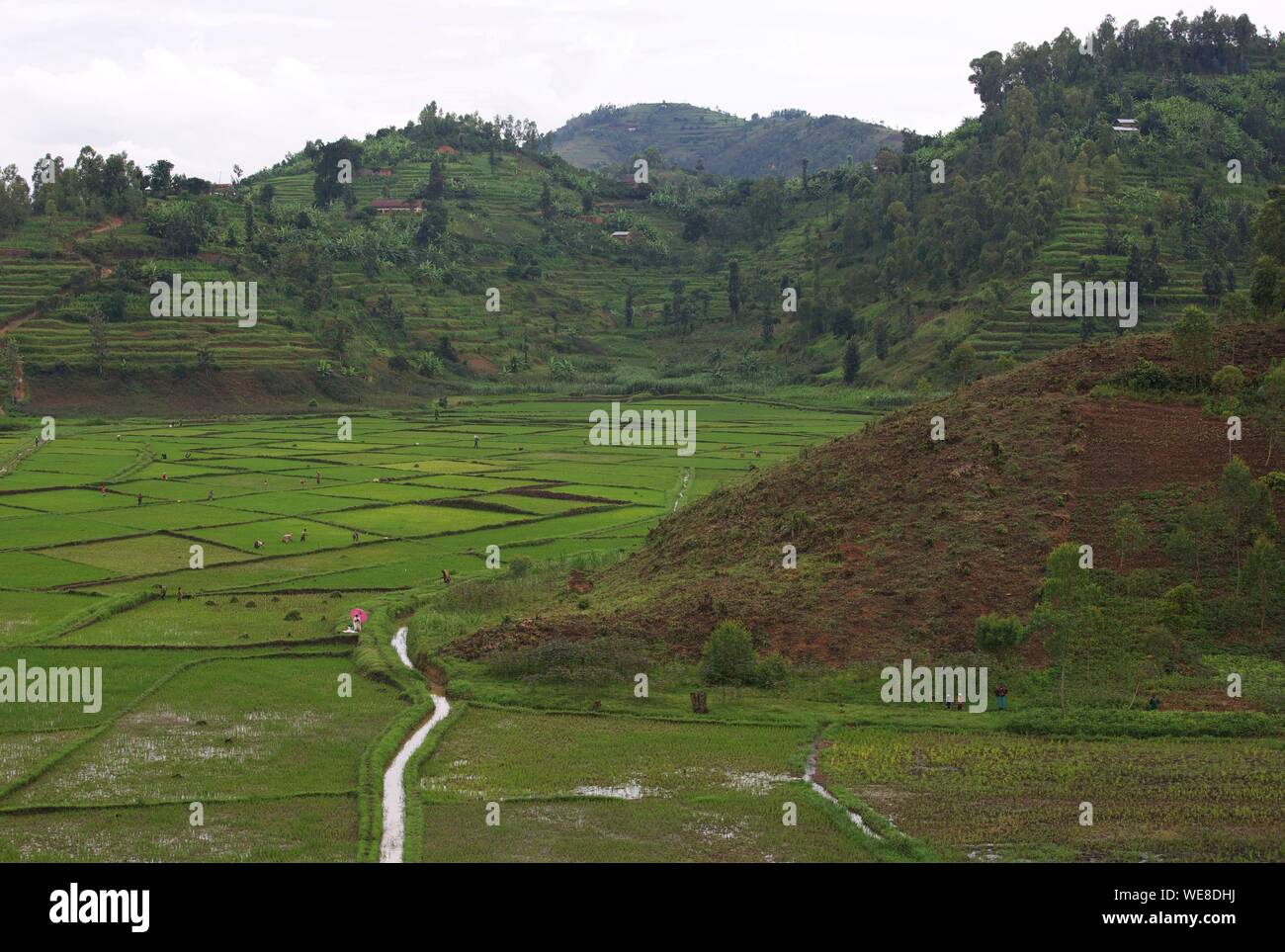 Ruanda, Zentrum des Landes, Bauern in einem Chlorophyll grüner Tee Plantage von Treed Hügeln arbeiten Stockfoto