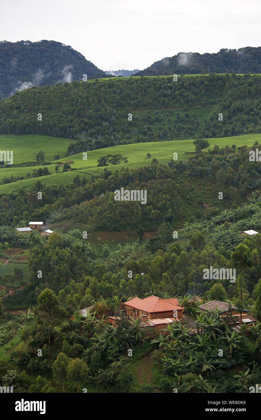 Ruanda, Nyungwe, Landschaft mit bewaldeten Hügeln und Teeplantagen in Nyungwe National Park, dem größten Highland primäre Afrika's Wald Stockfoto