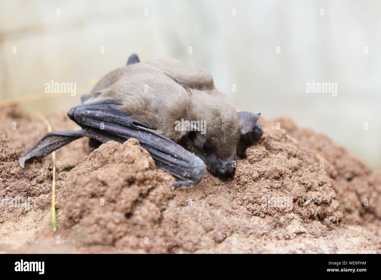 Weniger asiatische Gelbe Haus Bat (Scotophilus kuhlii) ruht auf Felsen, Tiere, Säugetiere, die fliegen können und hat braune Haare Stockfoto