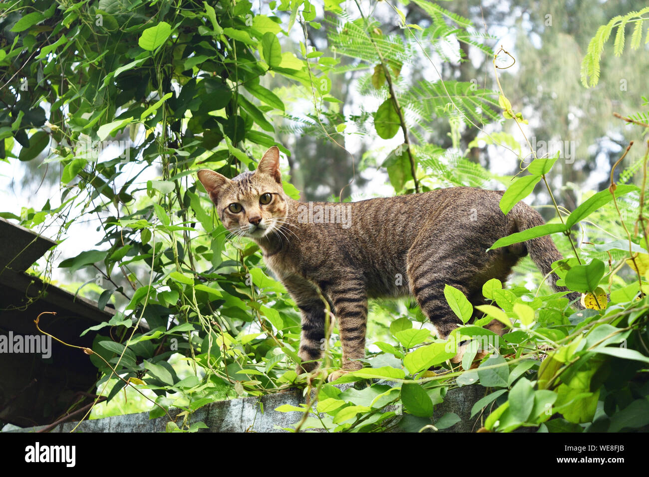 Tabby cat Walking im grünen Blatt Bush auf Wand, Schwarze und braune Streifen auf dem pet Körper Stockfoto