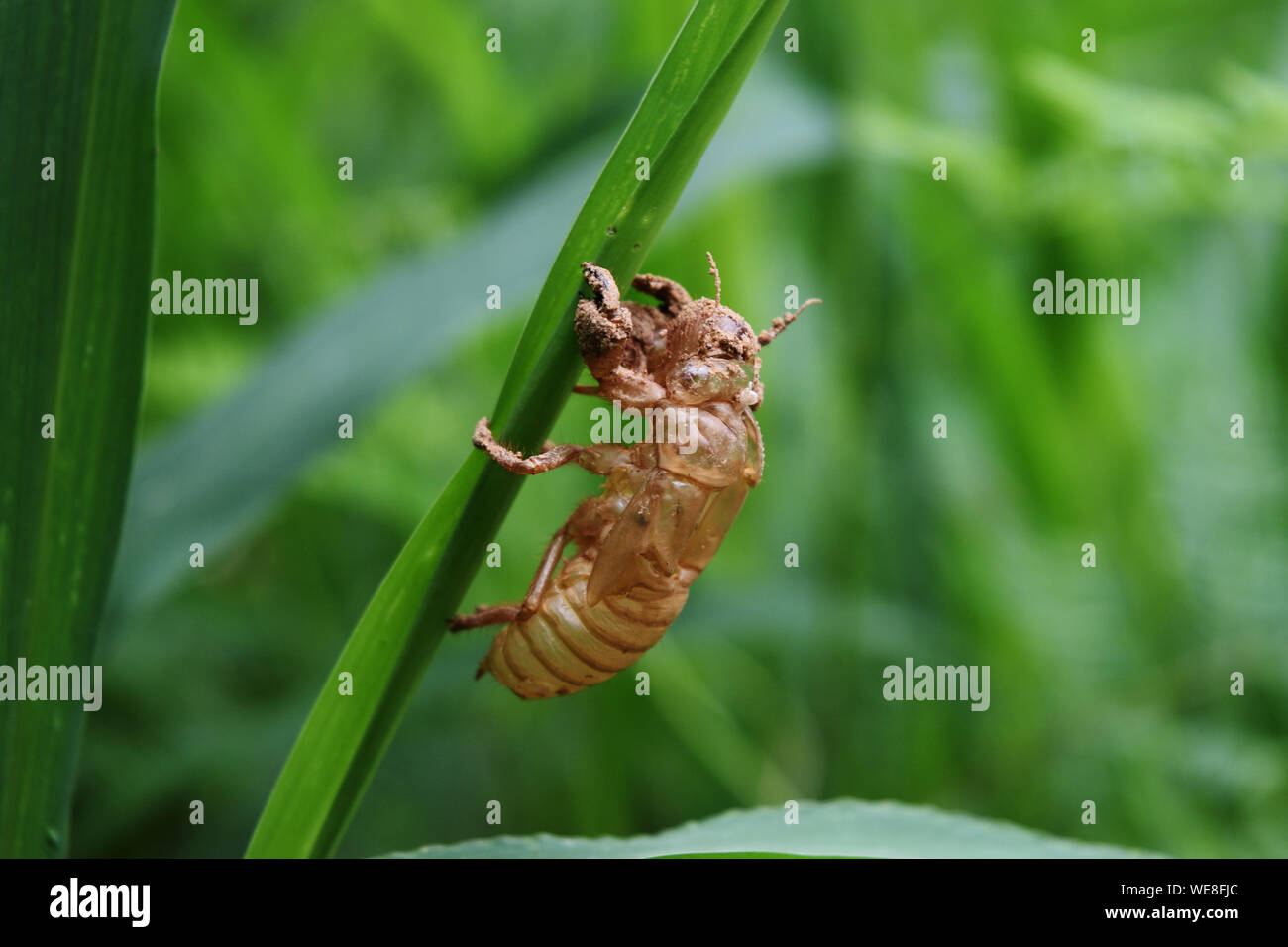 Zikade Schalen von Mauser mit natürlichen, grünen Hintergrund, Leere Insektenlarven Shell auf Gras Blatt Stockfoto