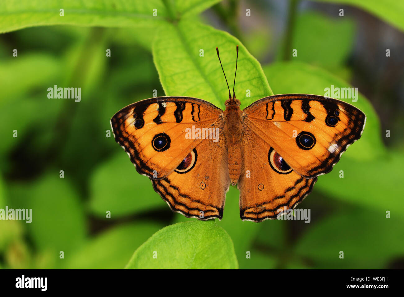 Der Pfau Pansy (Junonia almana) Schmetterling auf Blatt mit natürlichen, grünen Hintergrund, Muster ähnlich den Augen auf dem Flügel von orange Farbe insekt Stockfoto