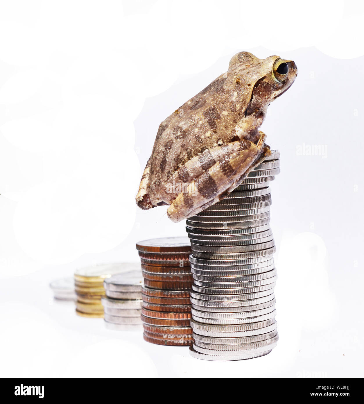 Frosch sitzt auf einem Haufen Münzen stapeln hoch, Silber münze in den Diagrammbalken, erfolgreiche Sprung, Entwicklung und Konzept verpflichten Stockfoto