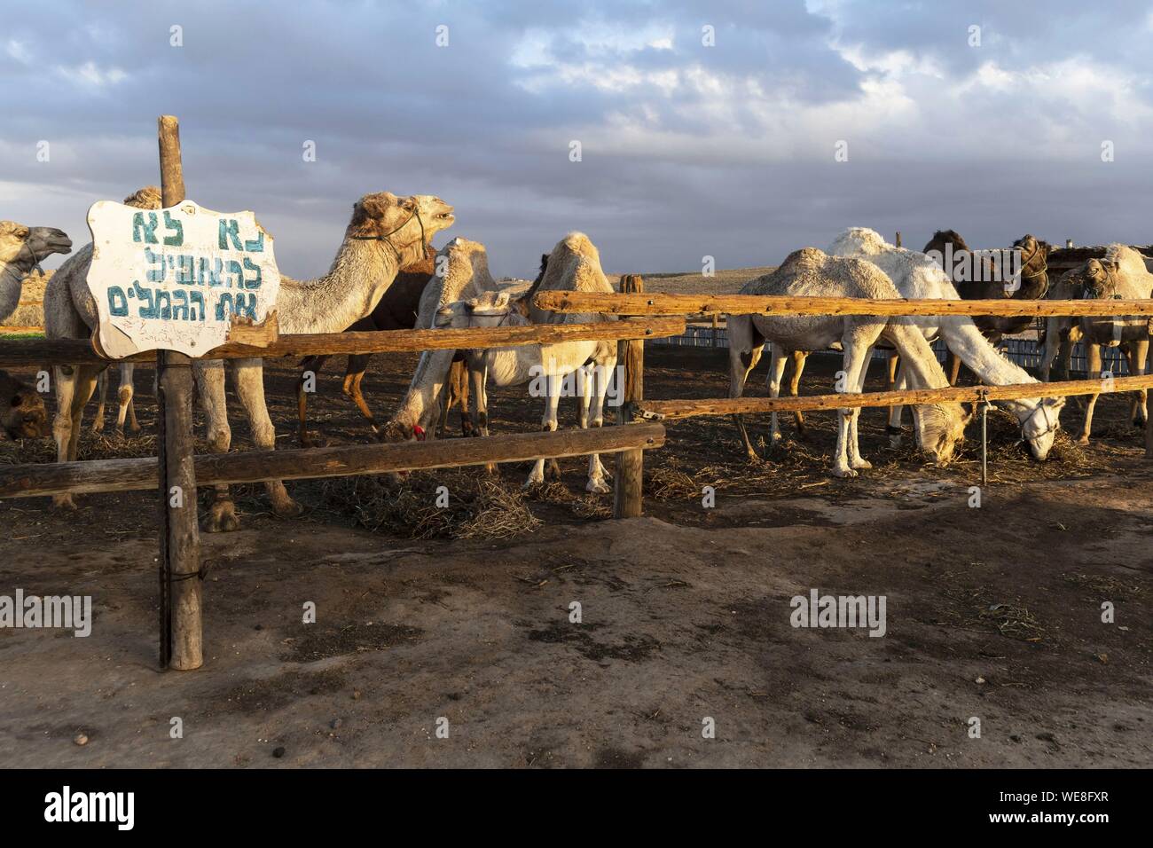 Israel, South District, Camel Zucht für Touristen in Khan Beerotayim campbround Stockfoto