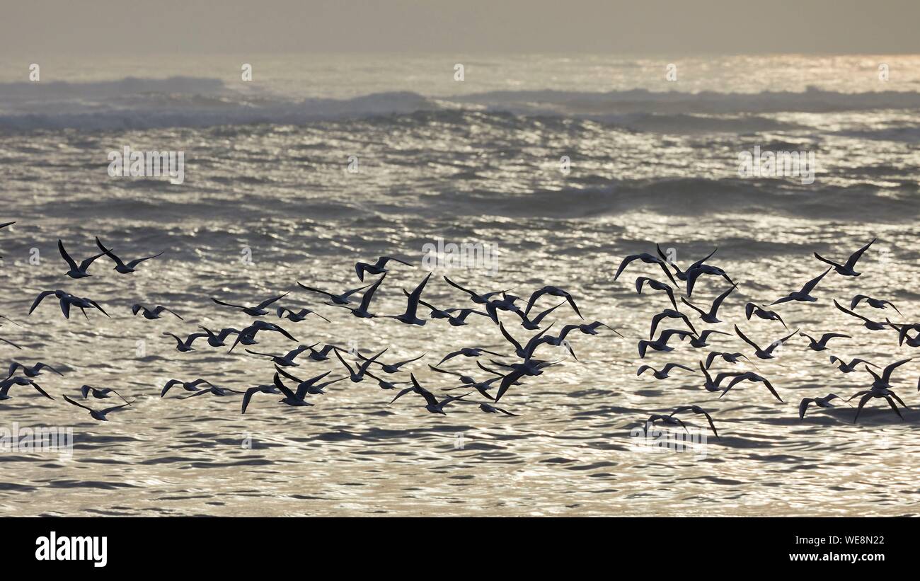 Frankreich, Finistere, Iroise, Iles du Ponant, Parc Naturel Regional d'Armorique (Armorica Regionaler Naturpark), Ile de Sein, mit der Bezeichnung Les Plus Beaux de France (die schönste Dorf in Frankreich), die Möwe (Larus marinus) Flug an der Küste Stockfoto