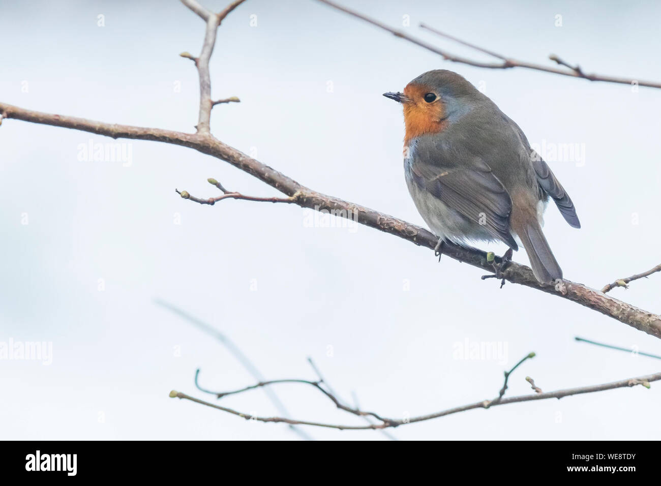 Europäische Robin (Erithacus Rubecula) Gesang in Sonnenstrahlen Sonnenlicht während der Wintersaison. Stockfoto