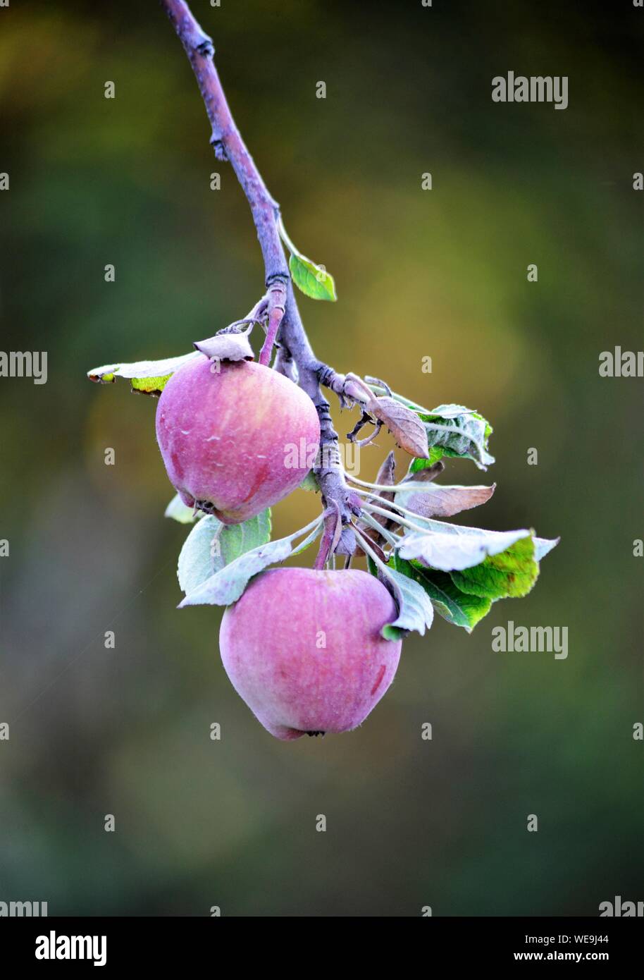 Äpfel auf dem Baum bereit für Ernte, erschossen Bild Stockfoto