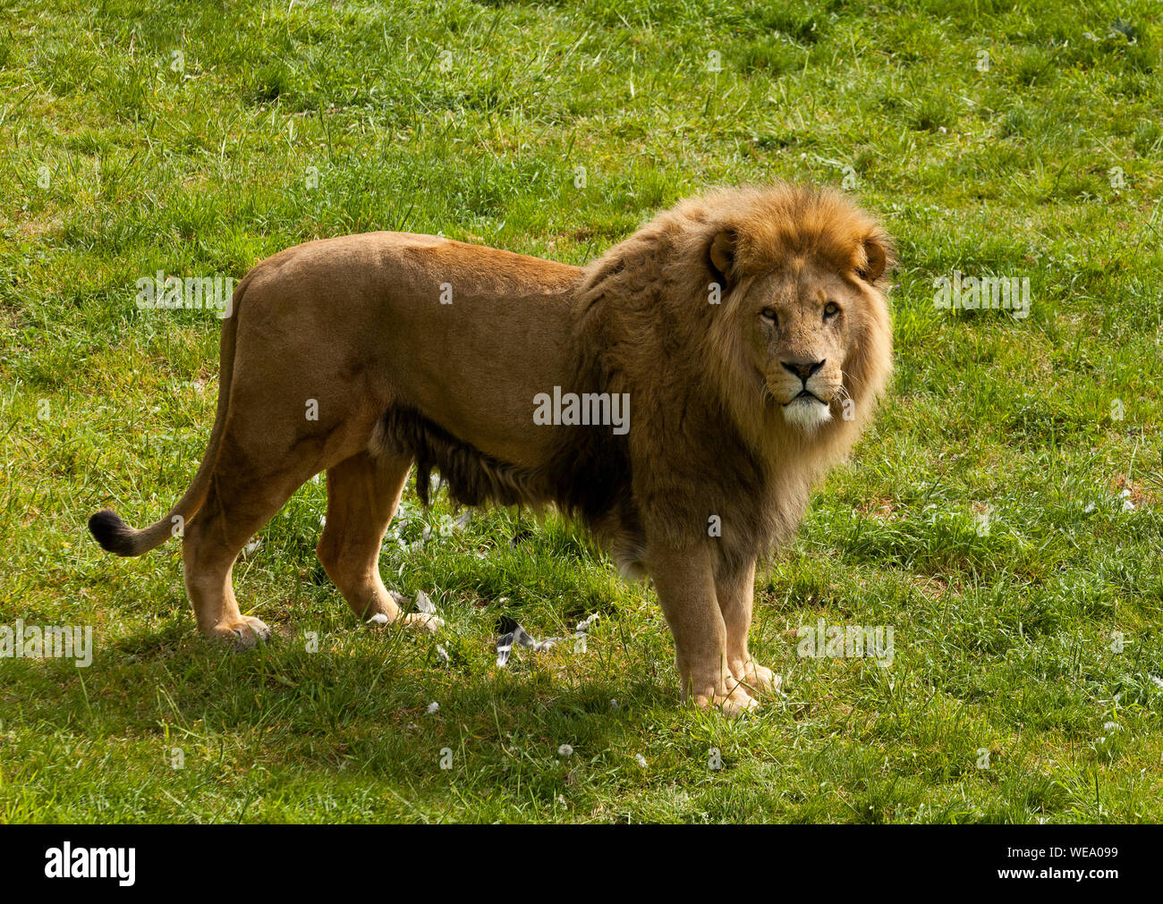 Ein erwachsener männlicher Löwe Stockfoto