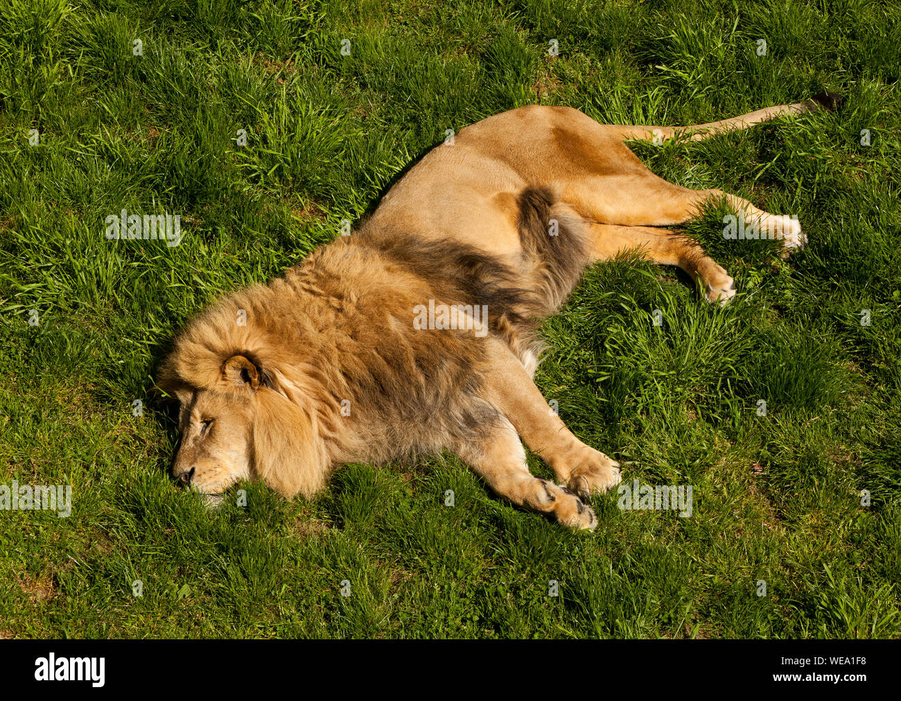Ein erwachsener männlicher Löwe im Gras liegend Stockfoto