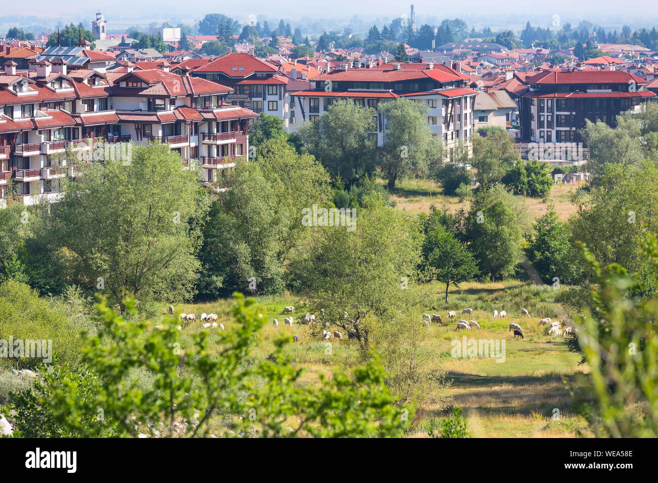 Sommer Stadt Panorama der bulgarischen All Seasons Resort Bansko, Bulgarien und Schafe Herde Stockfoto