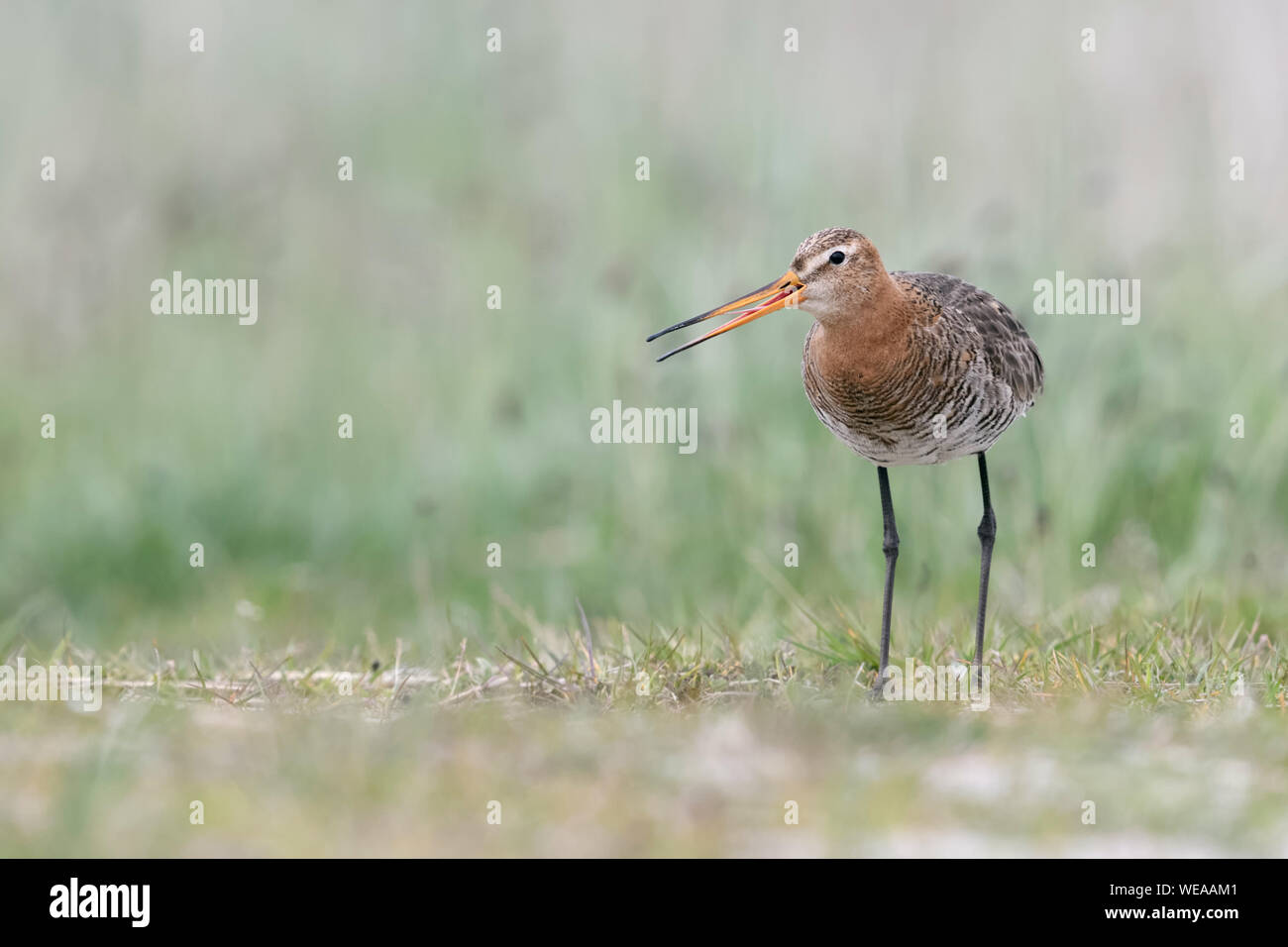 Uferschnepfe/Uferschnepfe (Limosa limosa) in Zucht Kleid, langbeinige wader Vogel, auf dem Boden sitzend, laut rufen, typisches Verhalten Stockfoto