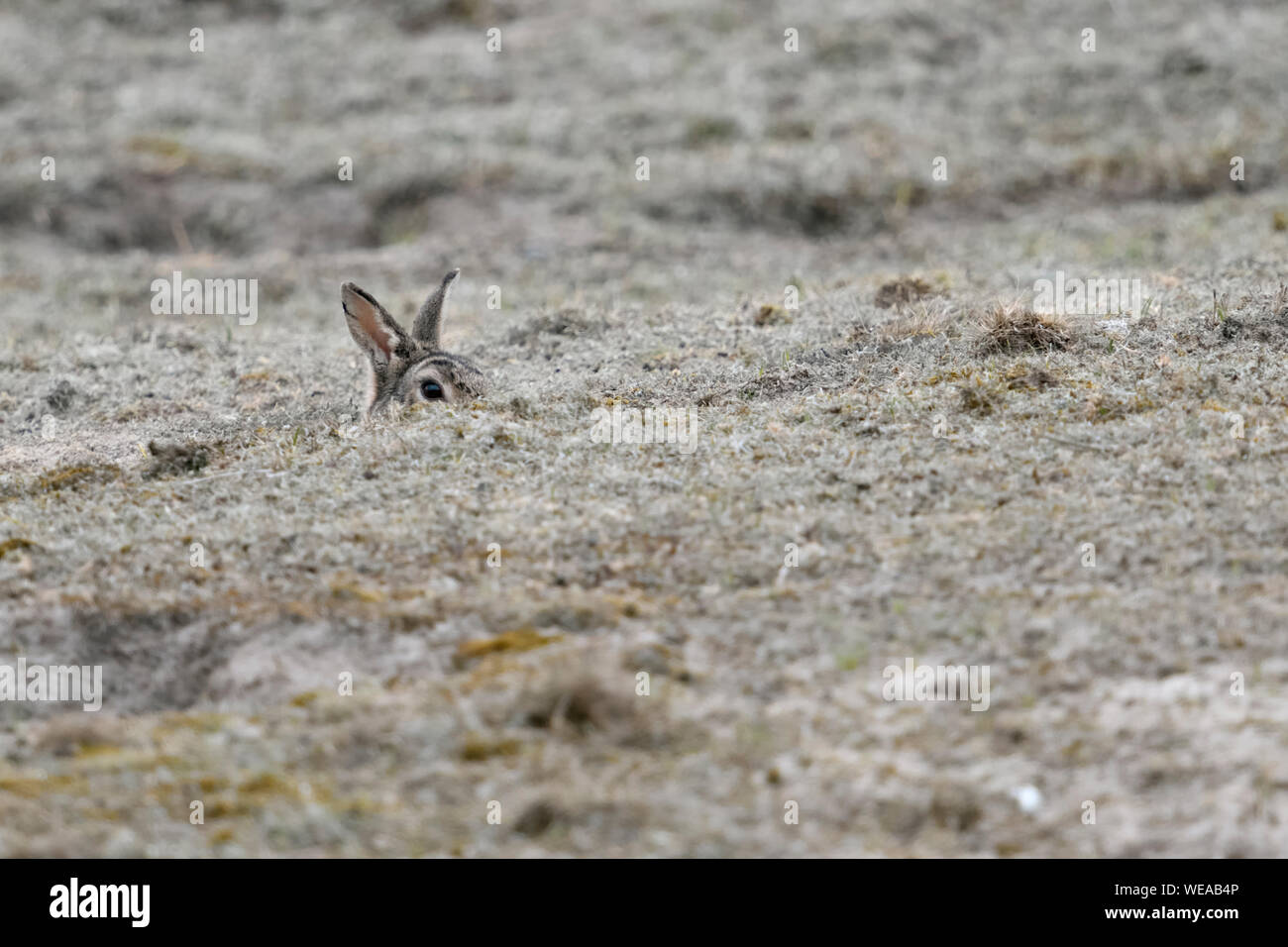 Europäische Kaninchen/Wildkaninchen (Oryctolagus cuniculus) sitzen in Rabbit Hole, sorgfältig beobachten, spähen aus seiner Burrow, lustige Blicke, die Tier- und Pflanzenwelt Stockfoto
