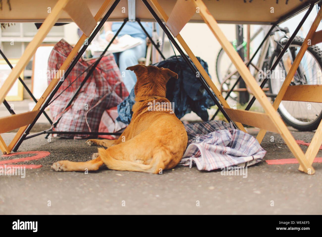 Ansicht der Rückseite des Hund liegend unter dem Tisch auf der Straße  Stockfotografie - Alamy