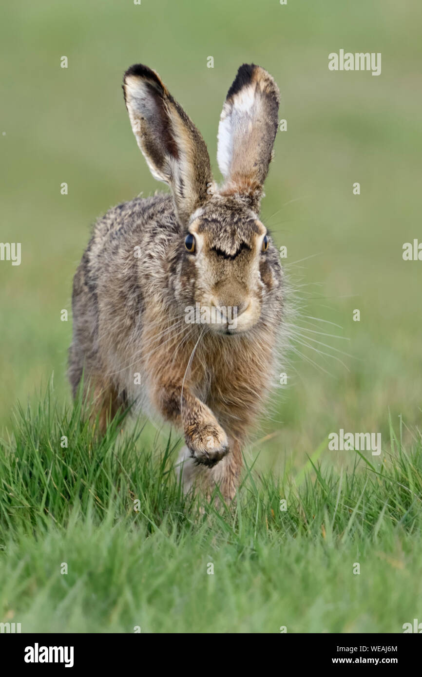 Feldhase/Europäischen Hase/Feldhase (Lepus europaeus) über eine Wiese, die direkt auf die Kamera zu, frontal geschossen, Wildlife, Europa. Stockfoto