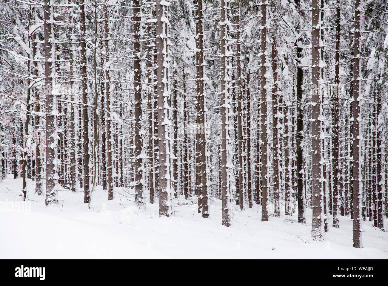 Winter spuce Wald mit Bäumen bedeckt Schnee Stockfoto