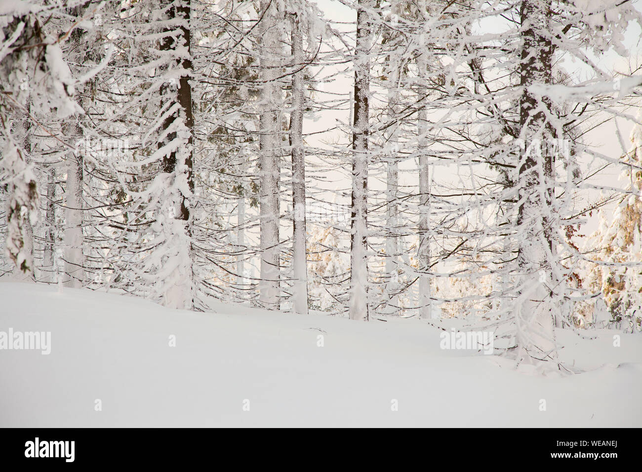 Bäume Schnee, Magic Winter Landschaft Stockfoto