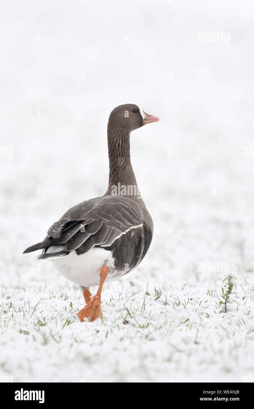 Mehr white-fronted goose/Blaessgans (Anser Albifrons), ein Vogel im Winter, Schnee, Wandern, lustige Blicke, Wildlife, Europa. Stockfoto