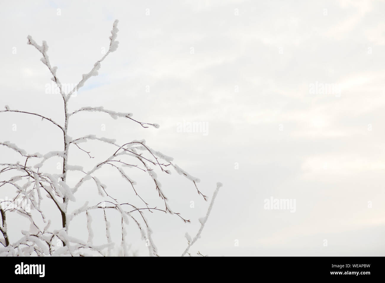 Zweige fallenden Schnee auf Himmel Hintergrund mit leeren Raum auf der rechten Seite Stockfoto