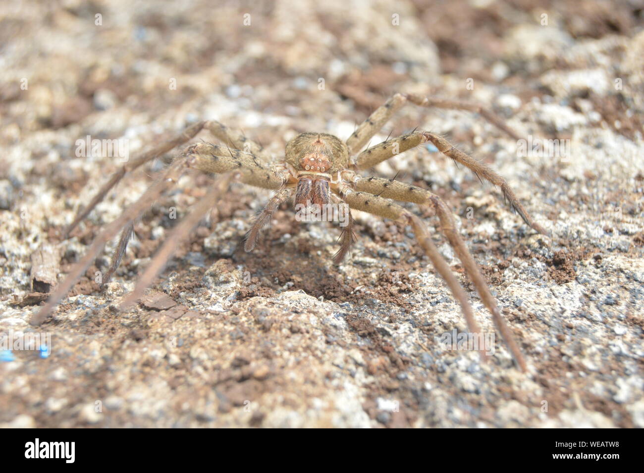 Eine schöne Nahaufnahme von den Galapagos huntsman Spider in San Cristobal es war eine Chance, ich konnte nicht entgehen, dass Foto keine Filter nehmen Stockfoto