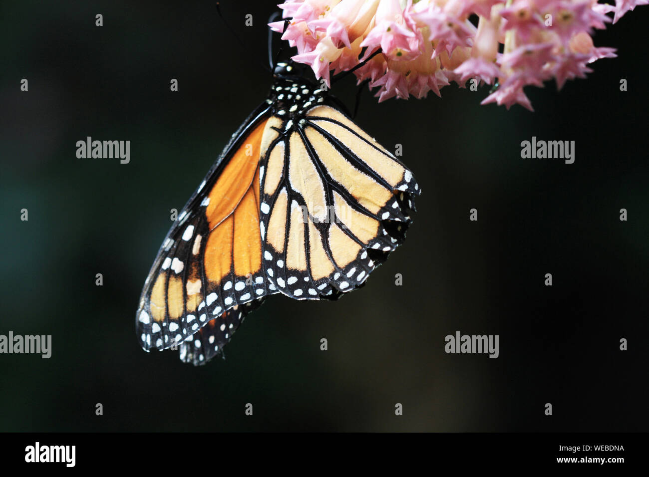 Monarchfalter Stockfoto