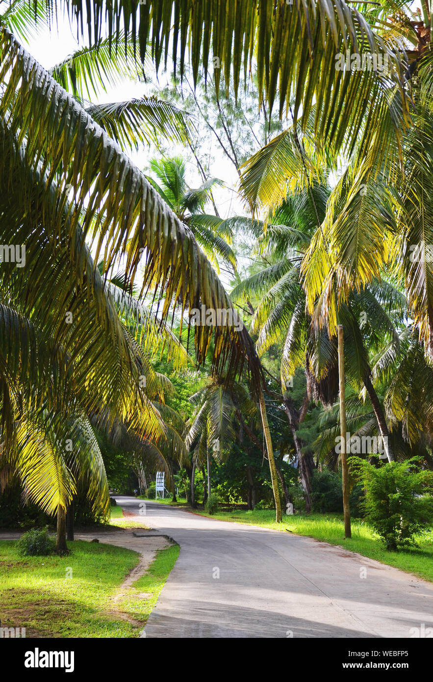 La Digue, Seychellen: Straße mit Palmen und üppiger Vegetation Stockfoto