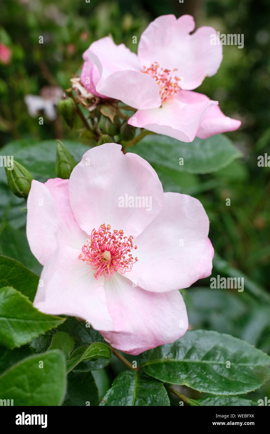 Close-up blass rosa Blüten der Rose "Der Scharlatan", Rosa' dem Scharlatan Meiguimov' Stockfoto