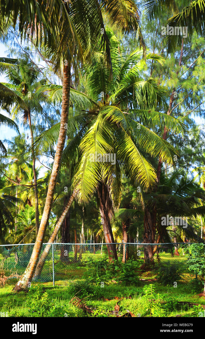 La Digue, Seychellen: Straße mit Palmen und üppiger Vegetation Stockfoto