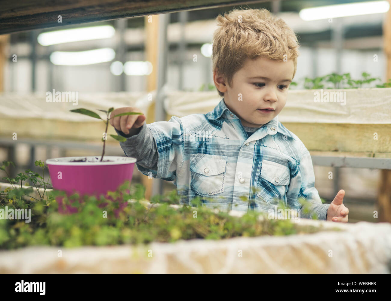 Kid Arbeit in Orangerie. kid Arbeit in der Orangerie mit Blumen und