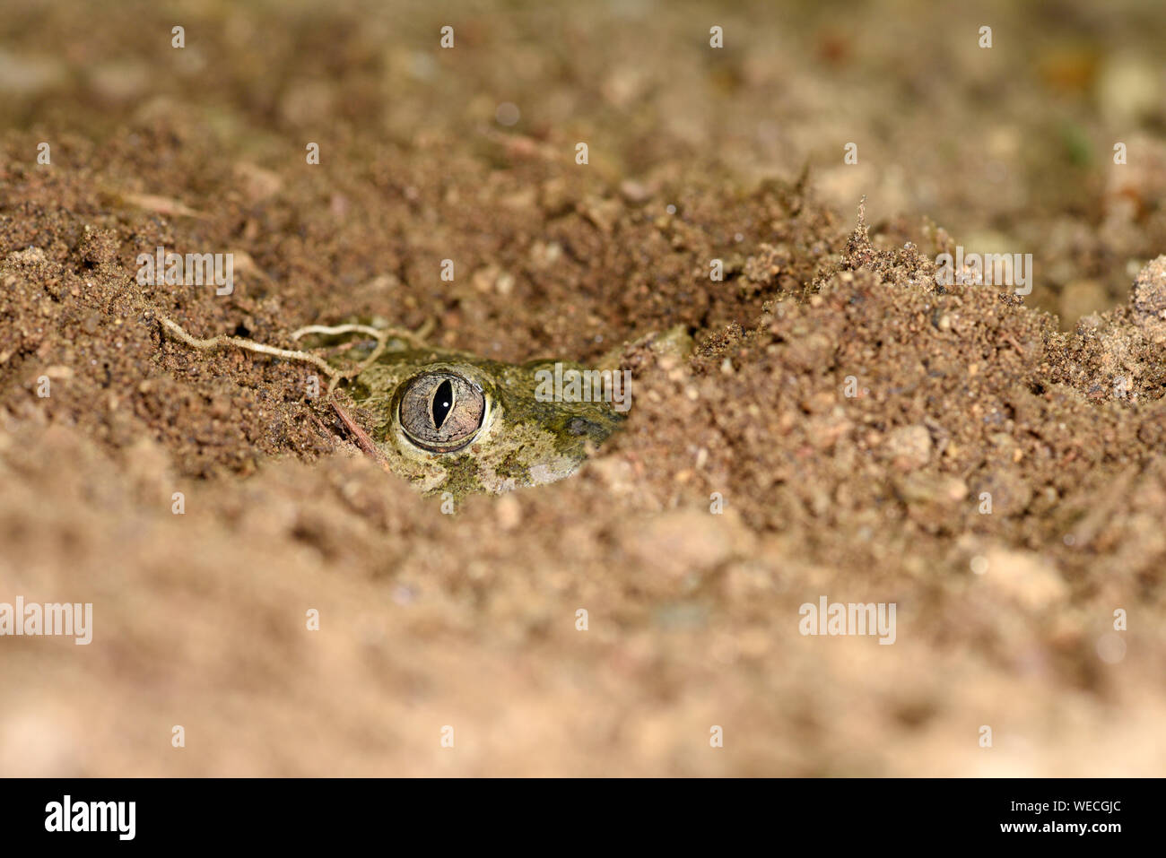 Europäischen Knoblauchkröte (Pelobates fuscus) versteckt sich im sandigen Boden mit nur Kopf und Auge sichtbar, Bulgarien, April Stockfoto