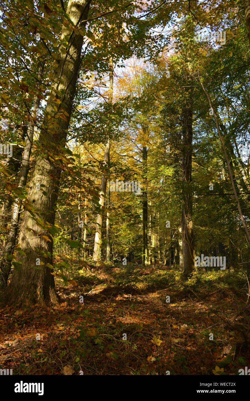 Bäume im Herbst, mit der Gefallenen goldene Blätter auf Waldboden Stockfoto