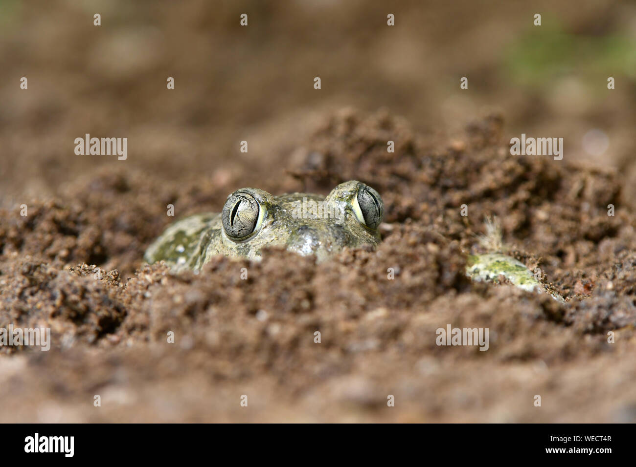 Europäischen Knoblauchkröte (Pelobates fuscus) versteckt in sandiger Boden mit Kopf und Augen sichtbar, Bulgarien, April Stockfoto