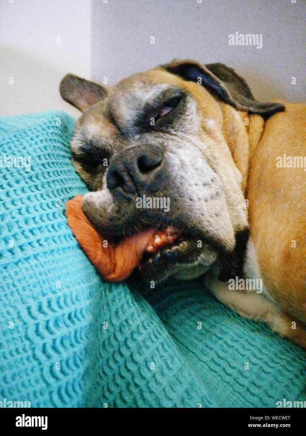 Hund schläft mit der zunge raus Fotos und Bildmaterial in hoher Auflösung Alamy
