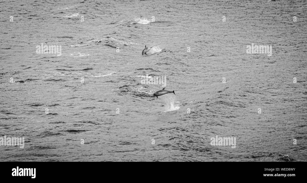 Melbourne, Australien Delfine springen und schwimmen, schwarz und weiß Stockfoto
