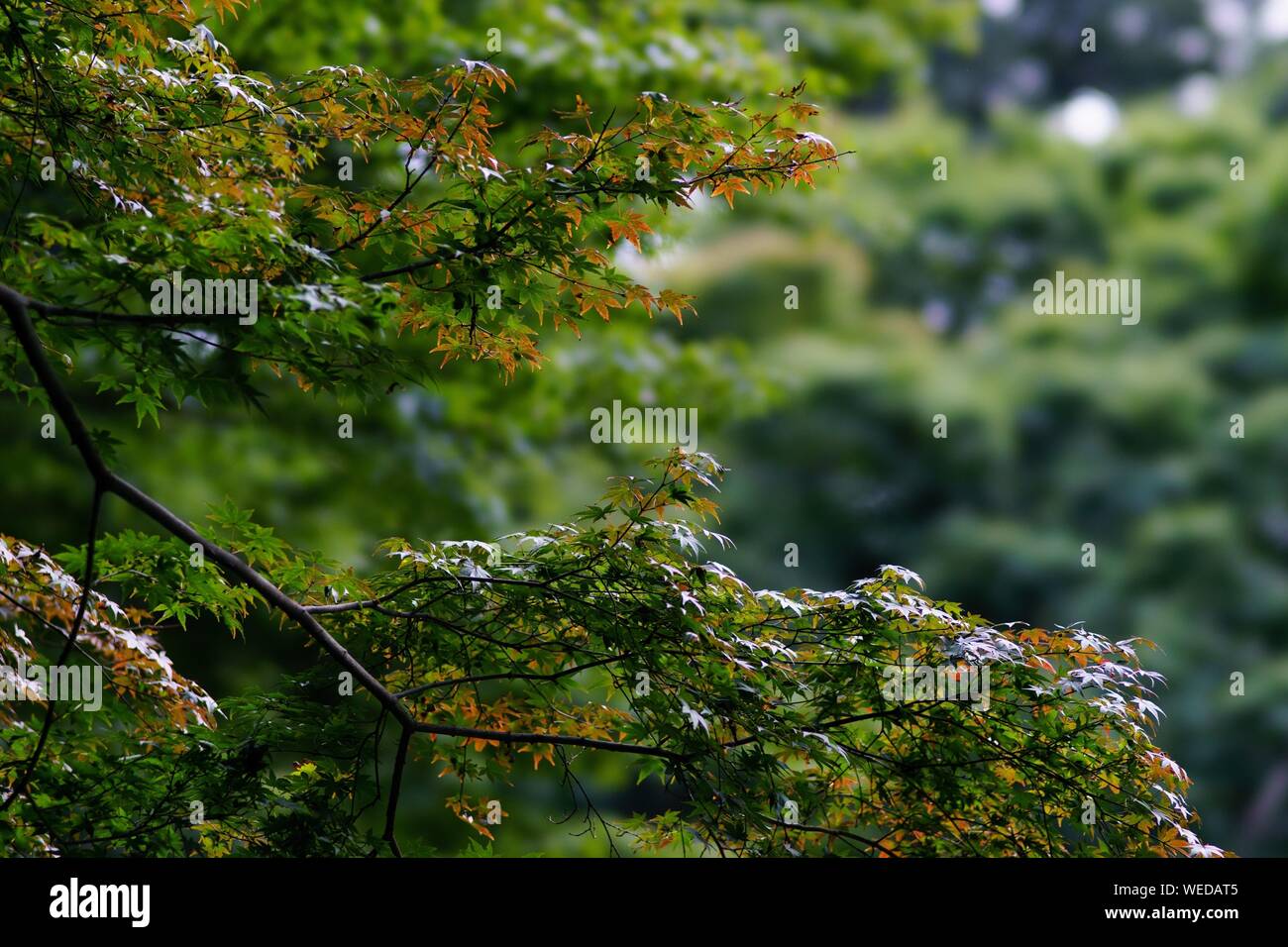 In der Nähe von Lizard am Baum im Herbst Stockfoto