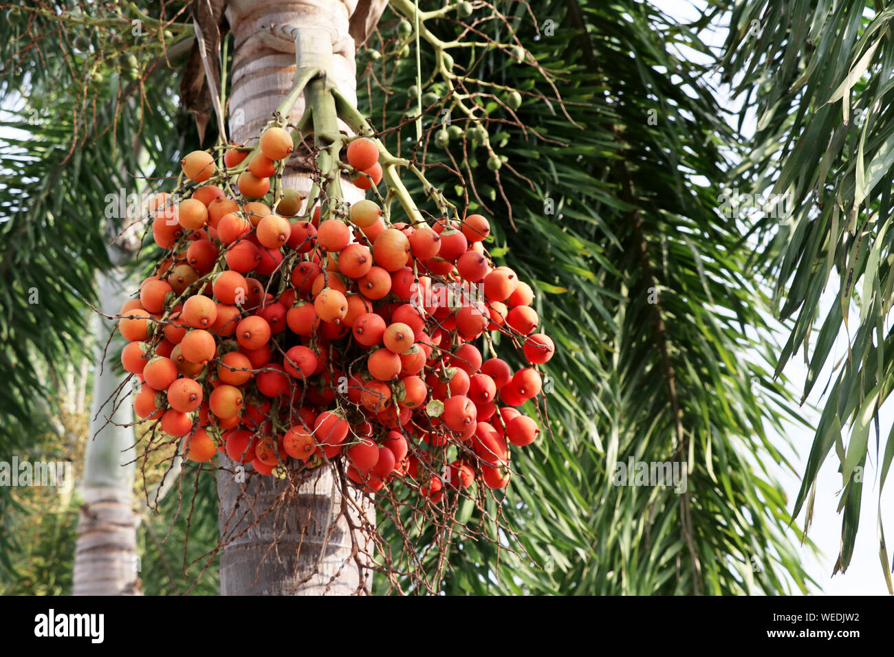 Betelnuss hängen an betel Palm. Stockfoto