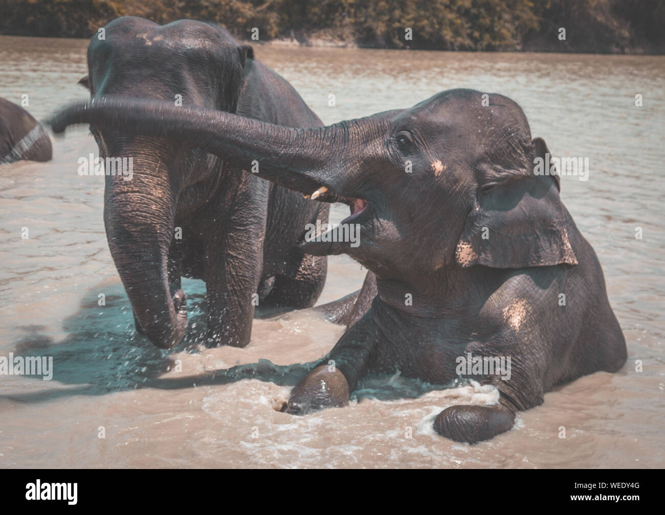 Elephant Sanctuary baden im Isaan in Thailand Stockfoto