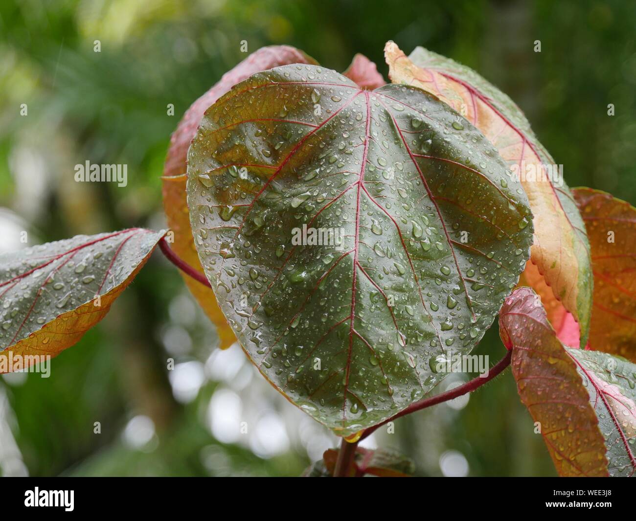 Medium Nahaufnahme von einem bunten Blatt mit Tautropfen tropft aus dem Regen, Bokeh im Hintergrund Stockfoto